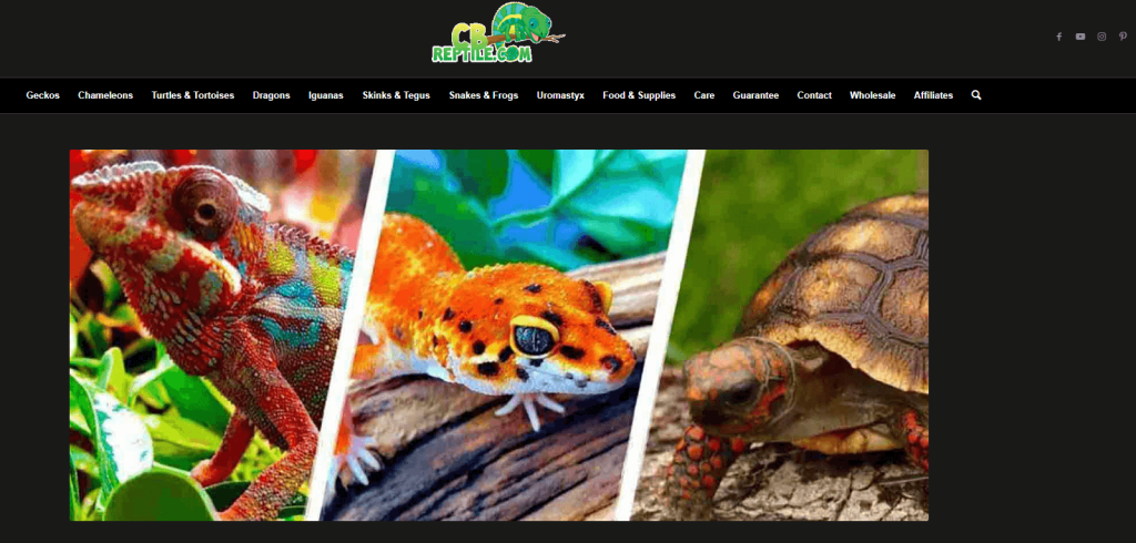 cb-reptile-homepage