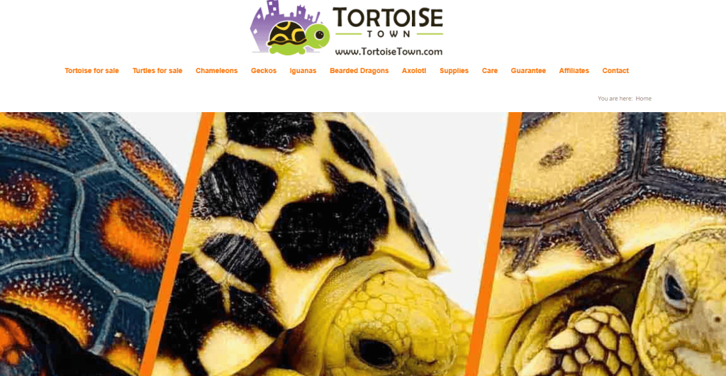 Tortoise-town-home-page